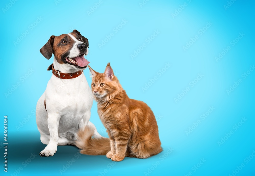 Cute young dog and cat sitting and posing Cute young dog and cat sitting and posing