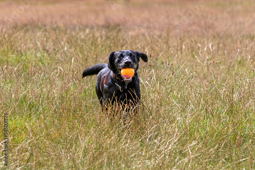 A dog running across a field with a ball in its mouth.