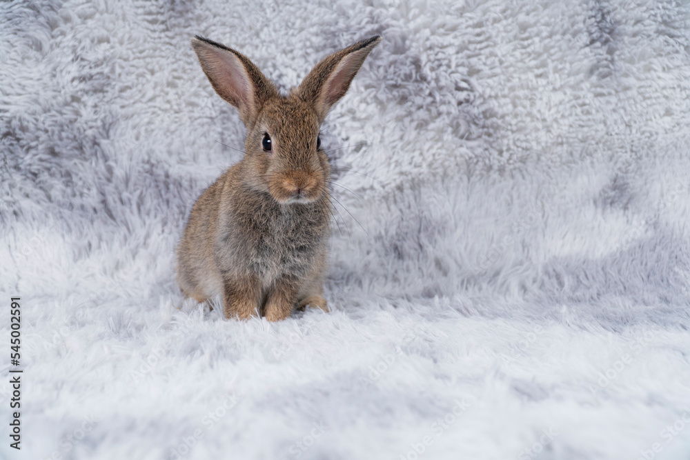 Lovely healthy baby rabbit ear bunny sitting on grey background. Little tiny furry brown grey infant bunny bright eyes rabbit watching something sitting on carpet white background. Easter animal pet. Lovely healthy baby rabbit ear bunny sitting on grey background. Little tiny furry brown grey infant bunny bright eyes rabbit watching something sitting on carpet white background. Easter animal pet.