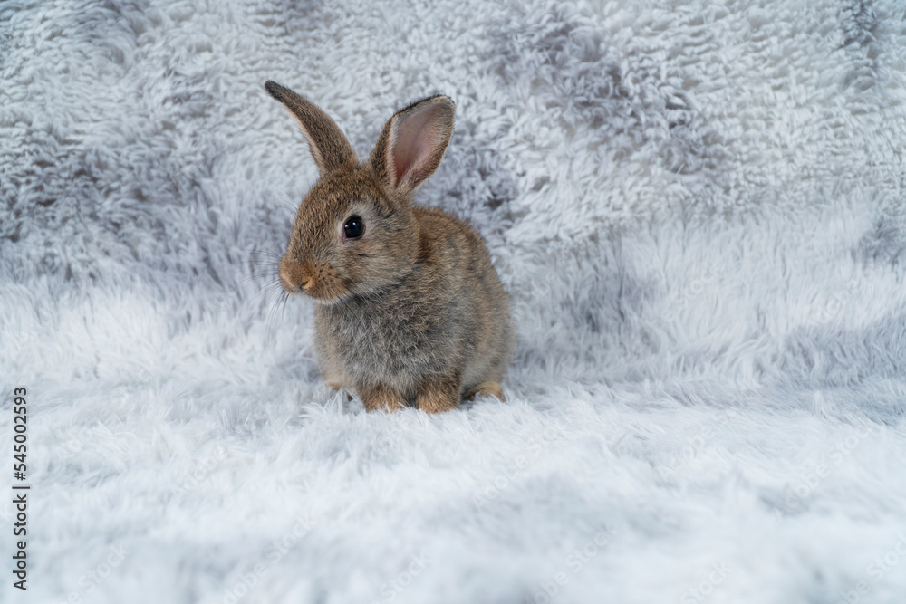 Lovely healthy baby rabbit ear bunny sitting on grey background. Little tiny furry brown grey infant bunny bright eyes rabbit watching something sitting on carpet white background. Easter animal pet. Lovely healthy baby rabbit ear bunny sitting on grey background. Little tiny furry brown grey infant bunny bright eyes rabbit watching something sitting on carpet white background. Easter animal pet.