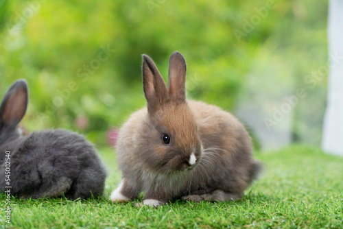 Lovely furry baby rabbit bunny sitting on green grass over bokeh nature background. Infant mammal rabbit white brown bunny playful on green fresh meadow springtime.Easter animal new born bunny concept