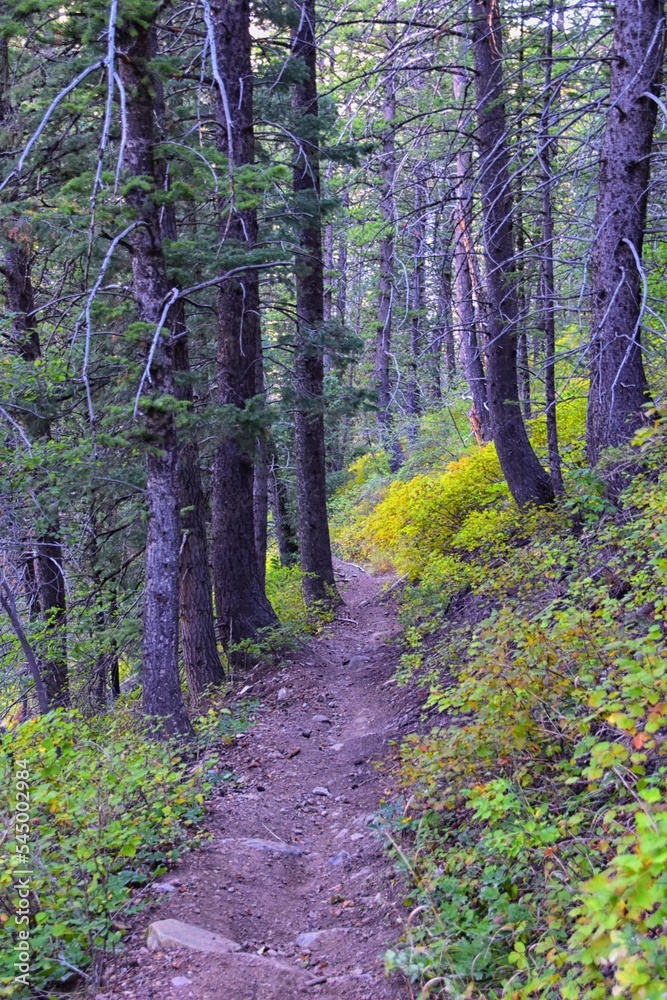 Obraz premium Bear Canyon hiking trail views by Mount Timpanogos Peak Wasatch Range, Utah. USA. 