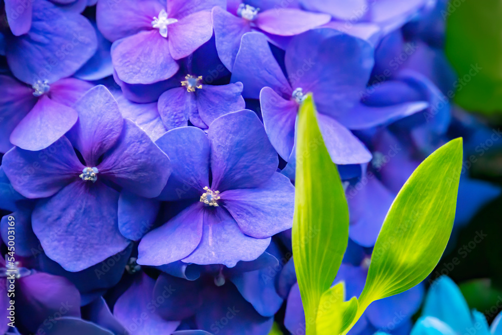 Blue Hydrangea or Hydrangea macrophylla or Hortensia flowers. Macro depth of field for soft focus blurry feel.