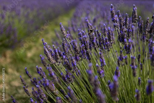 beautiful lavender flowers on the field