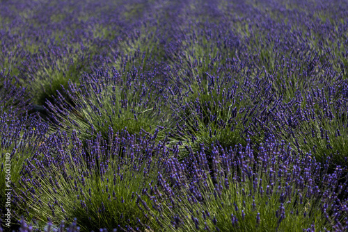 beautiful lavender flowers on the field