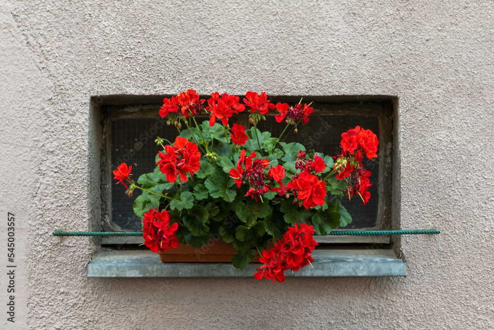 Naklejka premium beautiful flowers stand on the background of the wall
