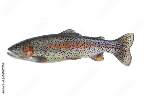 Rainbow trout fish on transparent background for seafood concept 