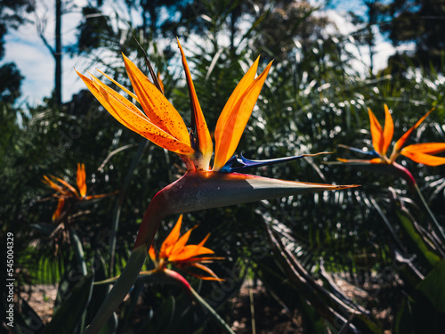 Strelitzia flower