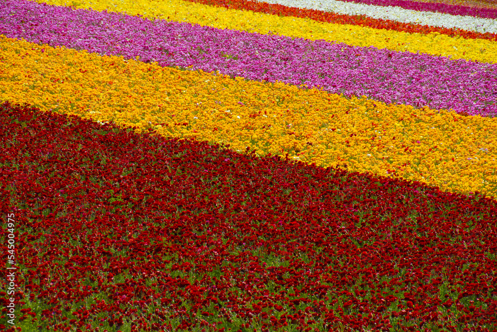 flower field background flower field background