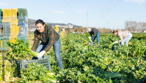 Positive skilled asian workwoman harvesting green stalks and leaves of celery on farm plantation in early spring..