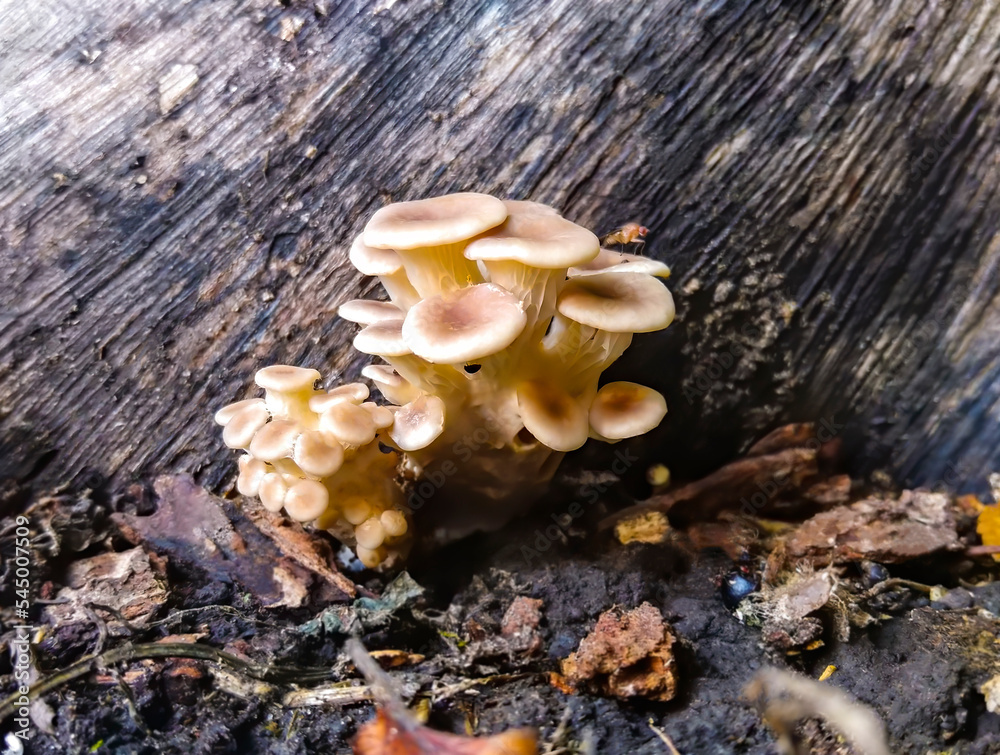 Group of sunlit mushrooms - lemon oyster mushroom growing on an old tree stump in the forest. Group of sunlit mushrooms - lemon oyster mushroom growing on an old tree stump in the forest.
