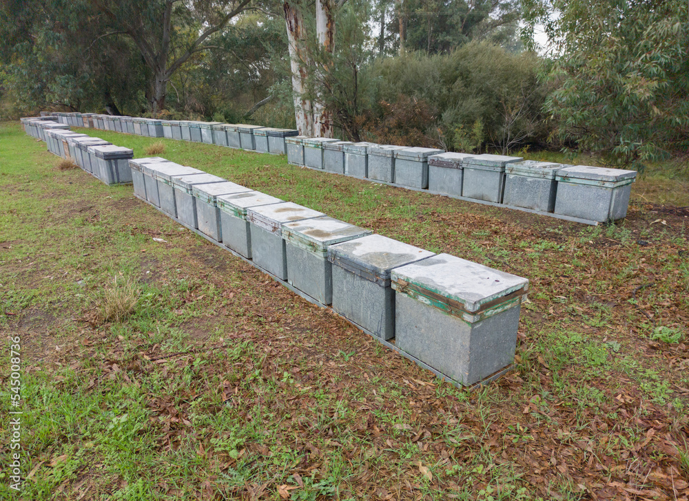 Beehives placed in a eucalyptus forest Beehives placed in a eucalyptus forest