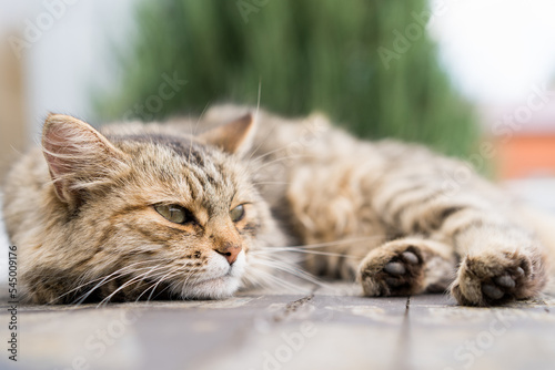 beautiful wild cat sleeps, sleep and rest animals © Надежда Урюпина