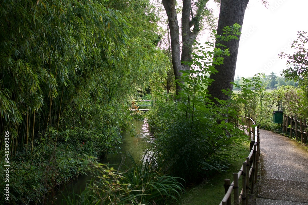 Obraz premium path in the forest