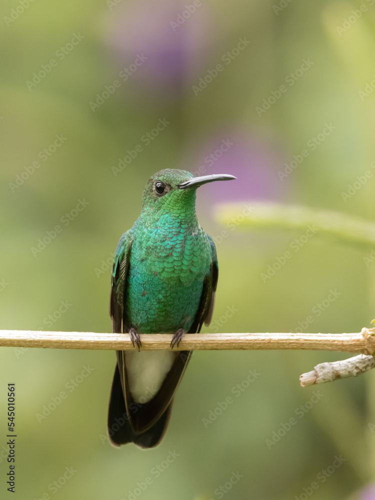 Fototapeta premium Colibrí Perchado