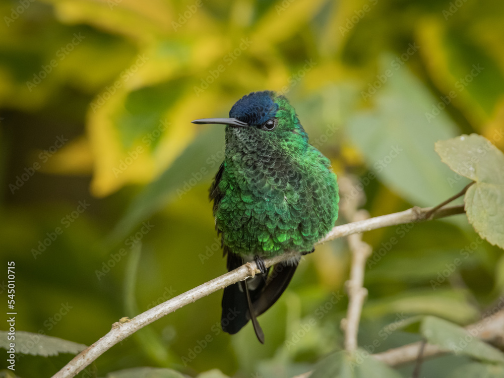 Obraz premium Colibri perchado