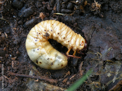 Larva de Escarabajo