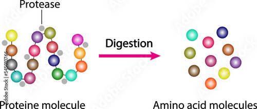 Scientific conception of protein digestion. Effect of protease enzyme on protein molecule. Vector illustration.
