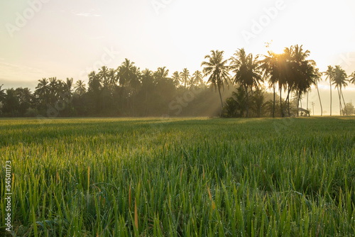 The sun rises in the morning and the rice fields are yellowing in the province of Aceh, Indonesia.