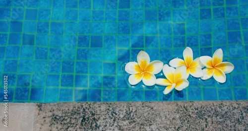 Tropical white yellow flowers frangipani plumeria floating, blue water background. Spa swimming pool. Peace and tranquility. Cosmetic product advertising static video. photo