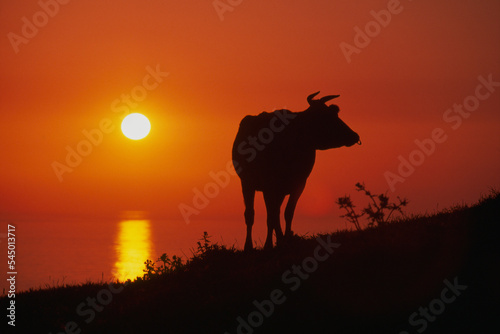 丘の上の牛と夕陽