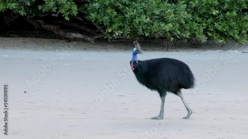 a tracking shot of an adult southern cassowary walking along the beach at etty bay of queensland, australia photo