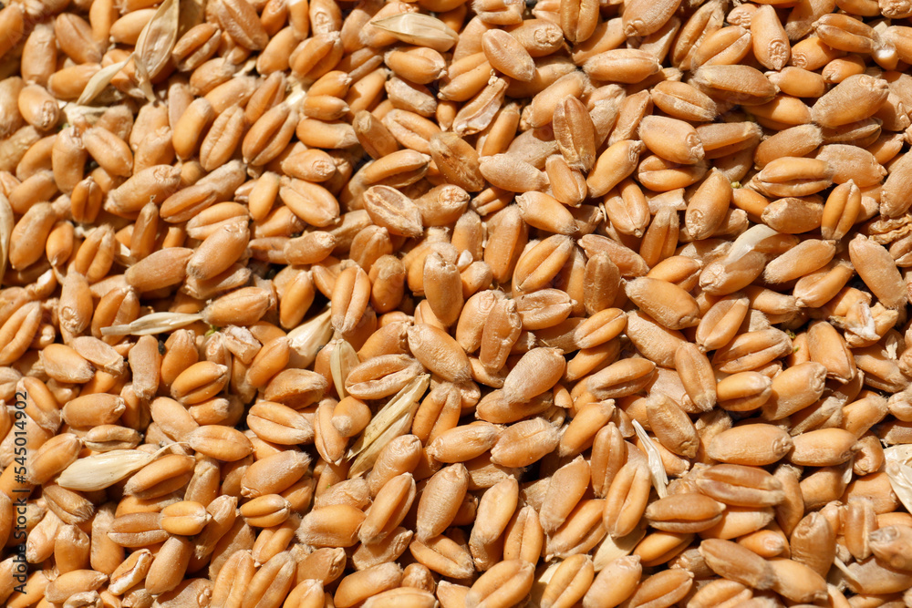 Pile of wheat grains as background, closeup view Pile of wheat grains as background, closeup view