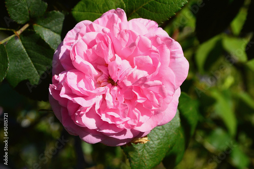 A bright pink rose in a garden at spring time. Fantin-Latour is a centifolia from France 1940. photo