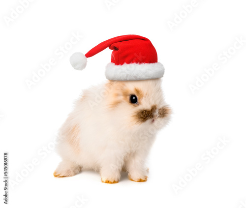 Cute fluffy bunny in Santa hat isolated on white