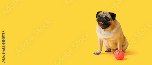 Cute pug dog and toy ball on yellow background with space for text
