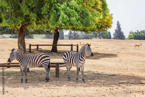 Beautiful zebras in safari park