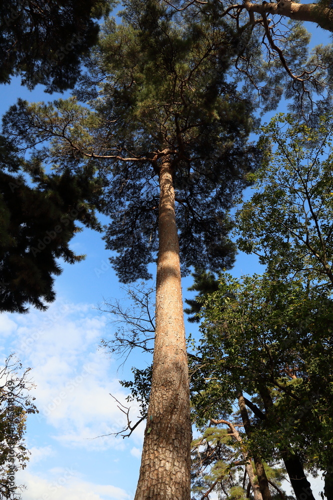 Fototapeta premium Looking up at tall, upright trees on a sunny day.