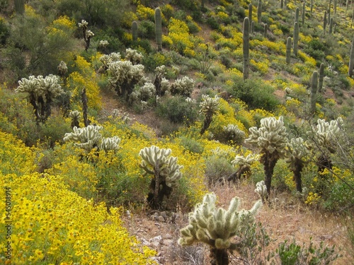 Blooming Brittlebush and Lush Cholla Plants April in Arizona