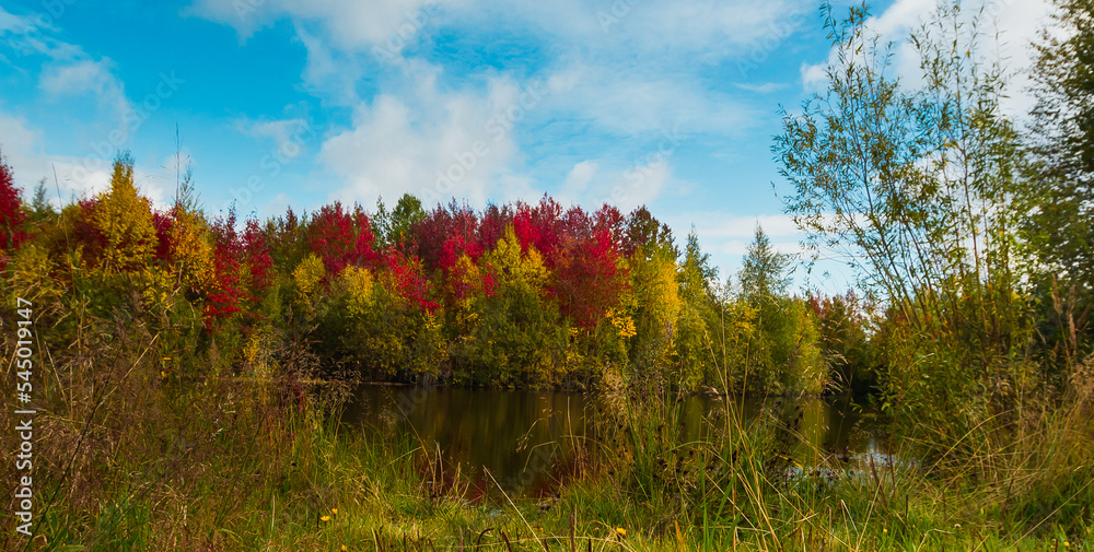 Autumn landscape near the forest lake on a clear day