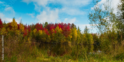 Fototapeta Naklejka Na Ścianę i Meble -  Autumn landscape near the forest lake on a clear day