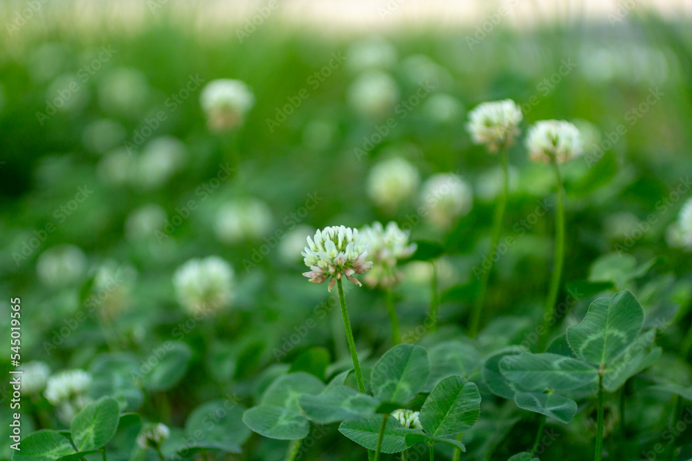 white clover flowers on green color bokeh background white clover flowers on green color bokeh background