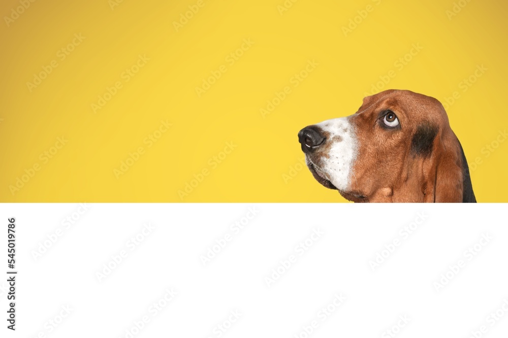 Cute funny dog with a blank billboard