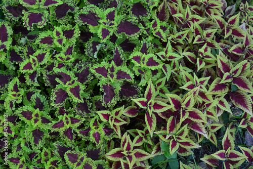 Multi color of leaves for abstract background
