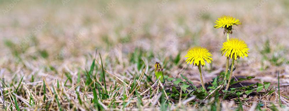 flowers in the grass. dandelion in the grass. flowers in the grass. dandelion in the grass.
