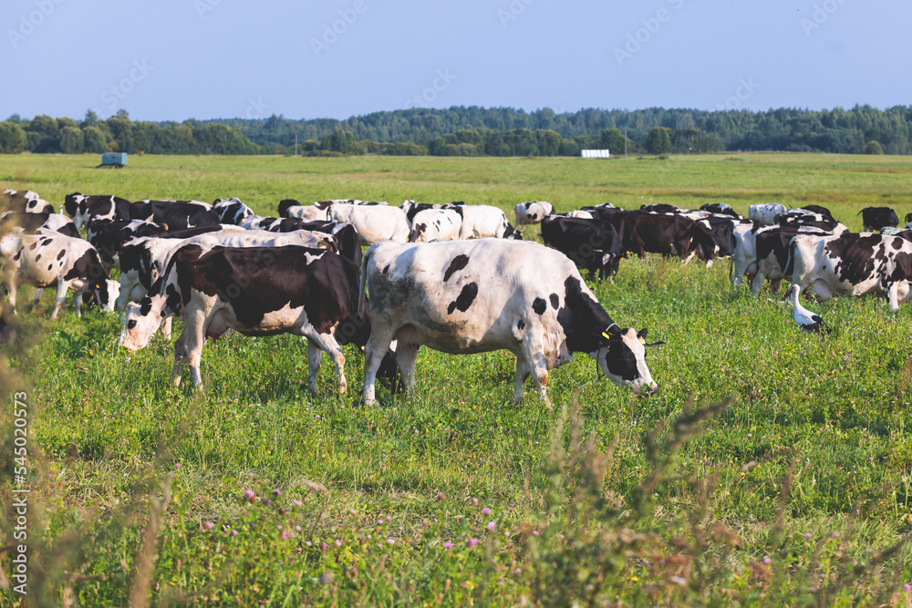 Herd of black and white cows calves pasturing and eating grass on a grazing meadow, cattle on an animal farm ranch field in a summer sunny day, countryside Europe landscape