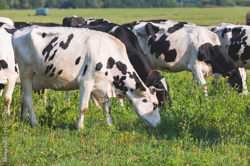 Herd of black and white cows calves pasturing and eating grass on a grazing meadow, cattle on an animal farm ranch field in a summer sunny day, countryside Europe landscape