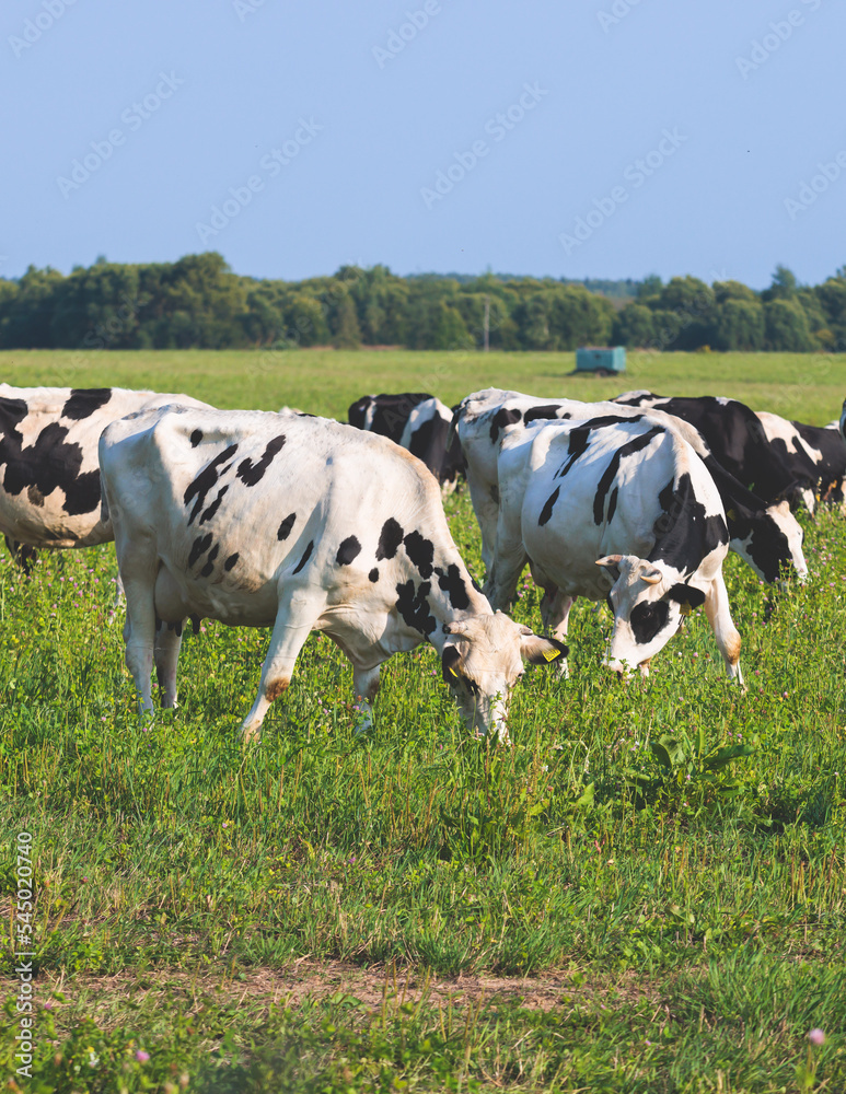 Herd of black and white cows calves pasturing and eating grass on a grazing meadow, cattle on an animal farm ranch field in a summer sunny day, countryside Europe landscape