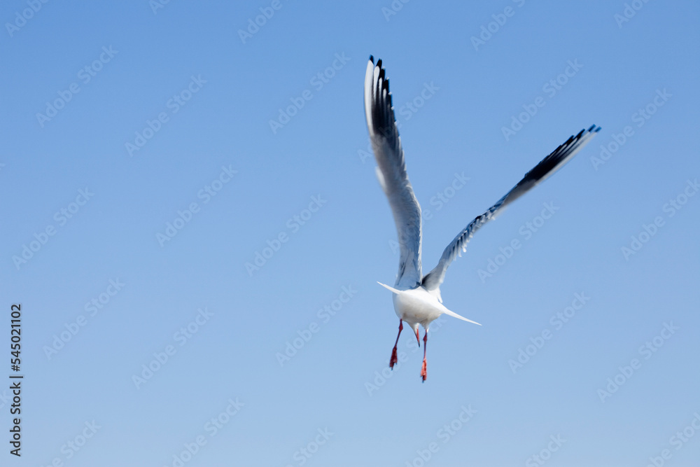 Obraz premium seagull in flight