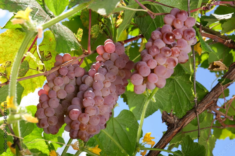 Fototapeta premium Ripe juicy grapes growing on branch in vineyard