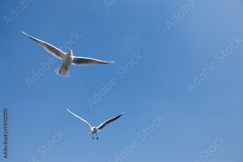 seagull in the sky © mytree