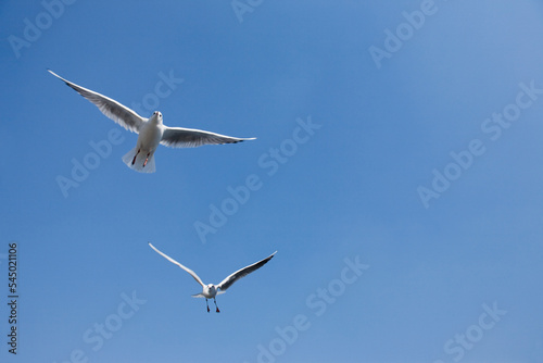 seagull in the sky