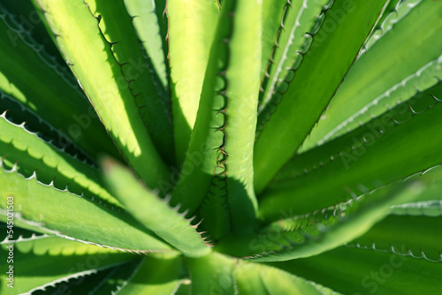 Closeup view of beautiful Agave leaves. Exotic plant