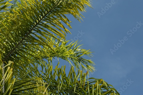 Beautiful green palm tree against blue sky  space for text