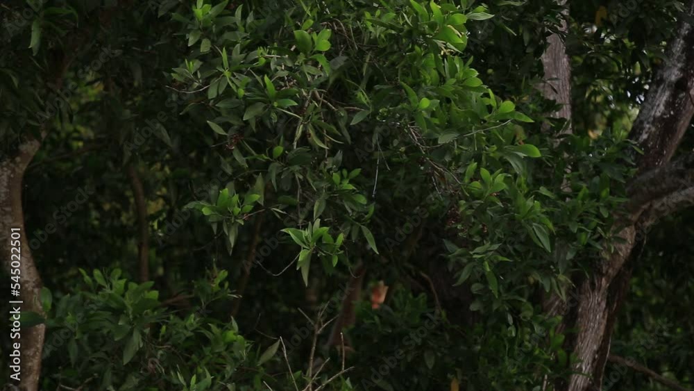 Gibbons are in the phylum of vertebrates. Primates are tailless apes. Gibbons are classified in the family, being on a tree swinging from a branch. Gibbons are in the phylum of vertebrates. Primates are tailless apes. Gibbons are classified in the family, being on a tree swinging from a branch.