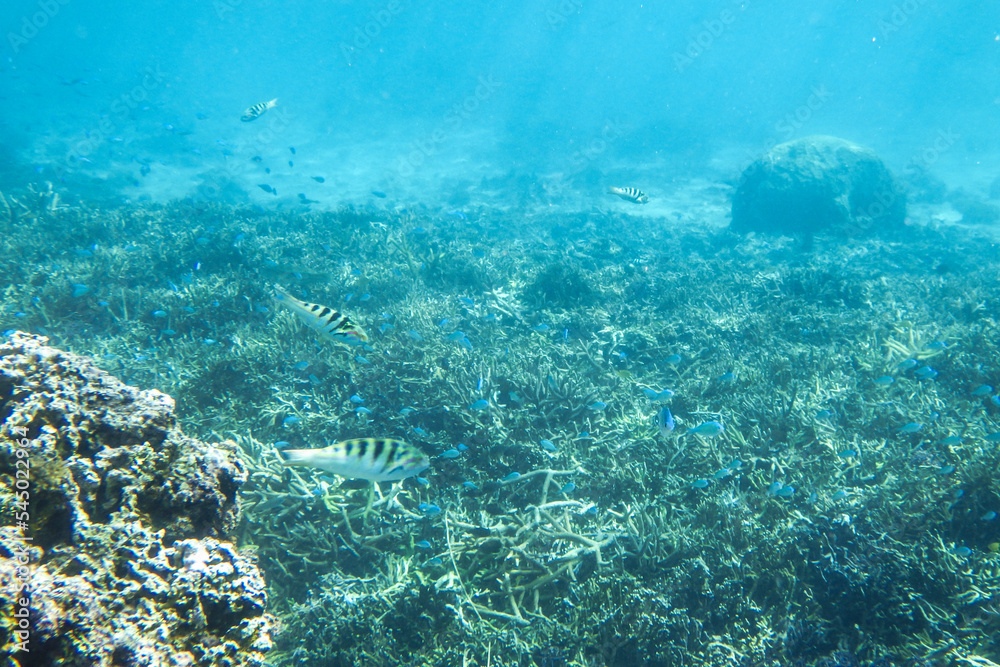 Fototapeta premium 宮古島の海中を泳ぐロクセンスズメダイ
